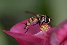 Hoverfly by Kim de Been