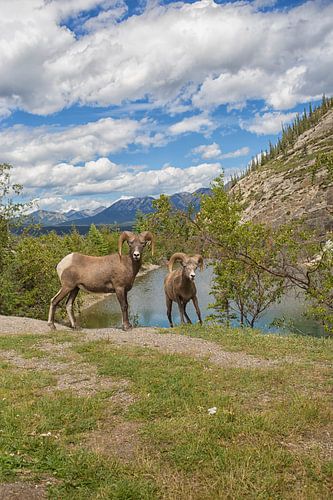 Berghoornschapen in de Rocky Mountains
