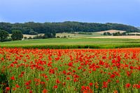poppy