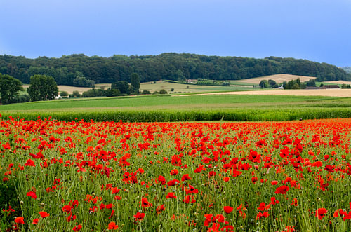 Bloemenveld met klaprozen