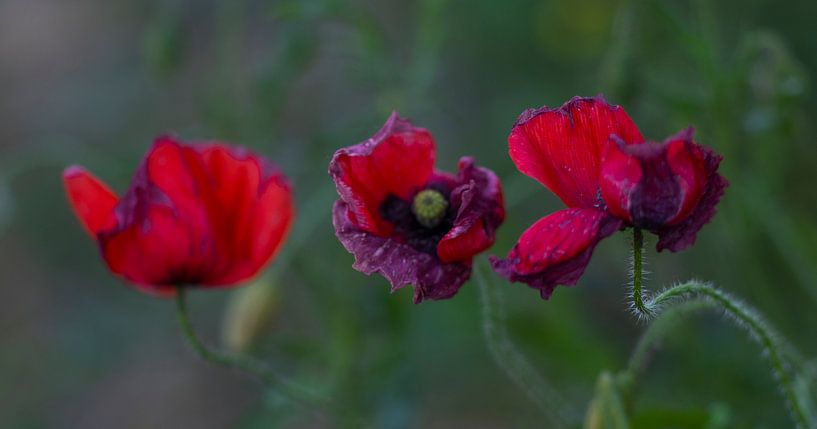 Red and purple by peterheinspictures
