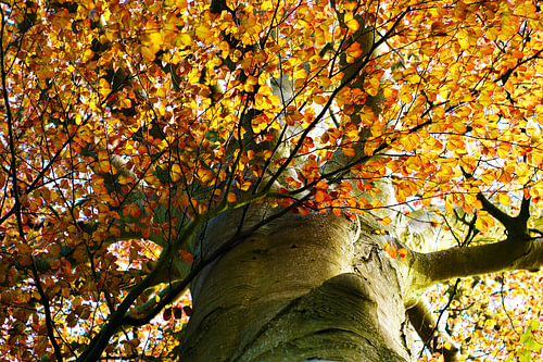 Herfstbladeren van een beuk – blik in de gouden kroon