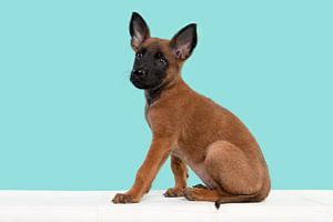 Malinois-Schäferhund-Welpe sitzt auf einem Puff vor einem blauen Hintergrund