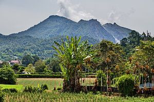 Gemüseanbau auf dem indonesischen Land