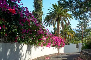 A riot of colour in the Canarian light
