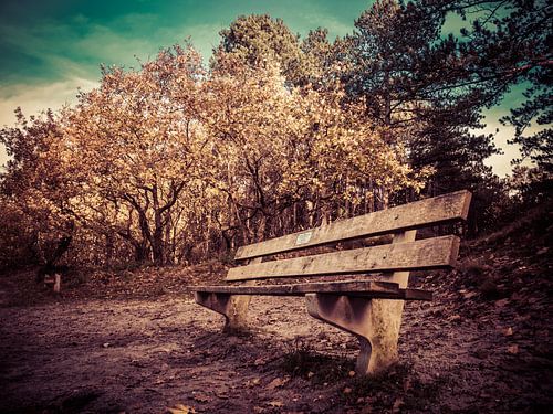 Bench in the forest