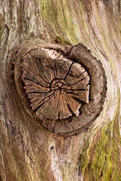 Coupe transversale d'une branche sur un tronc d'arbre