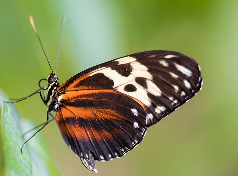 Tiger Longwing Butterfly by Ingrid Ronde