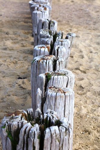 North Sea Coast in Holland