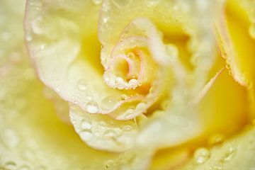 Creme Rose With Water Droplet Macro I