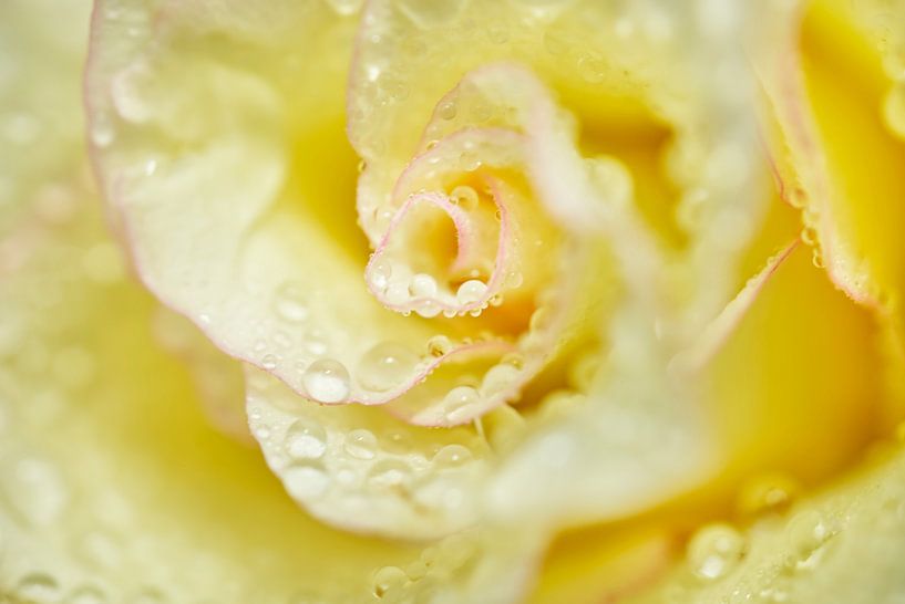 Creme Rose With Water Droplet Macro I by Iris Holzer Richardson