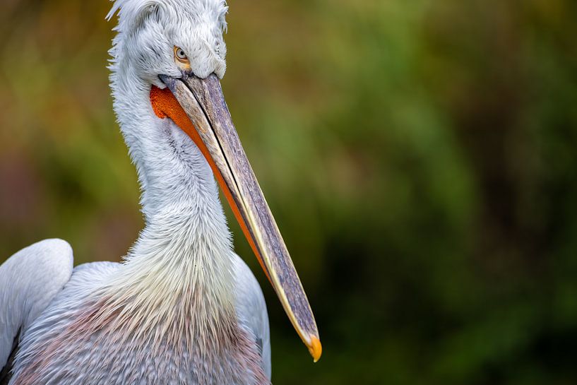 Pélican en période de reproduction par Joy van der Beek