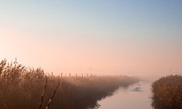 Bird flying away on a misty morning by Percy's fotografie