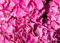 Hortensie in Nahaufnahme