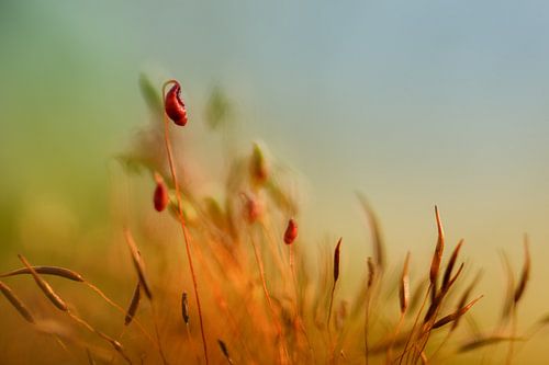 Macro 1