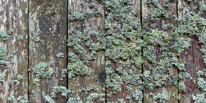 Lichens by Jürgen Wiesler