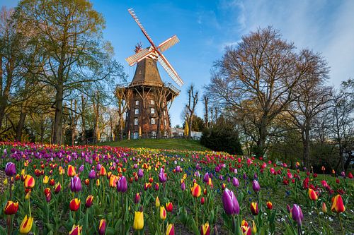 Tulipes au moulin à vent de Brême, Allemagne sur Michael Abid