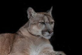 Puma, Lion de montagne