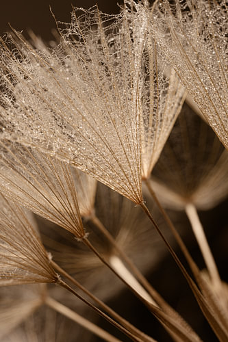 Botanical: Warm brown tones inspired by nature by Marjolijn van den Berg