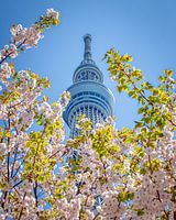 Tokyo Skytree in Japan during the Sakura (cherry blossom)