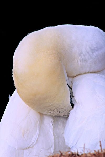 Gannets by Ines Thun