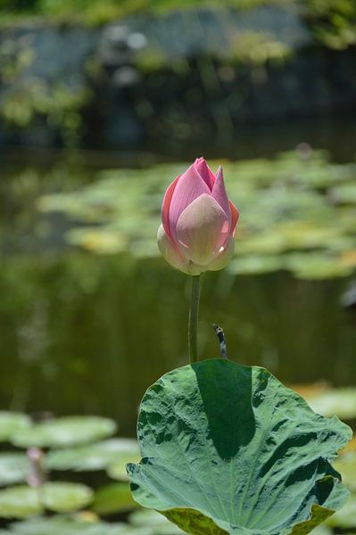 sacred Lotus by Jeffry Clemens