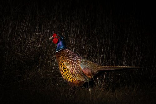 Fazant in het heuvelland