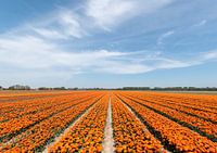 Tulip fields on a sunny day.