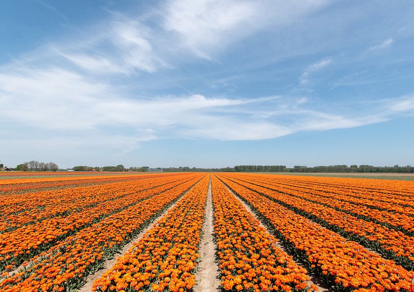 Tulip fields on a sunny day. by Tomasz Baranowski