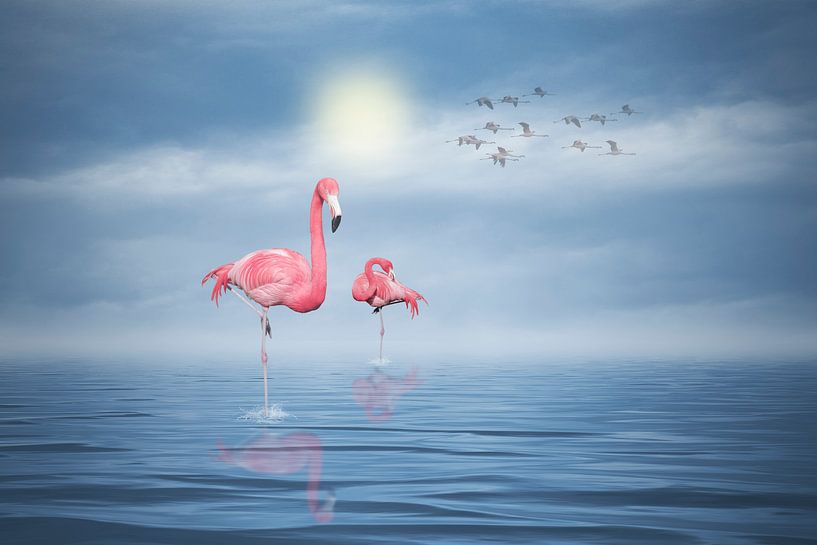 Flamingos (4) von Ursula Di Chito
