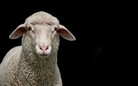 Schaap geïsoleerd op zwarte achtergrond van Thomas Marx