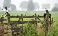 Barn Swallows.