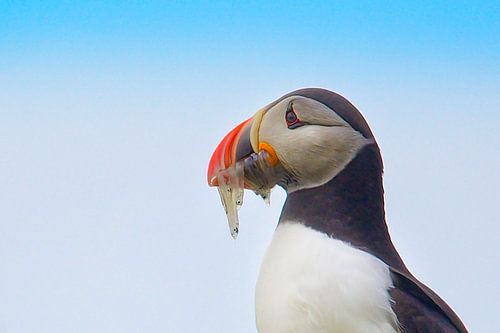 puffin with glass eels