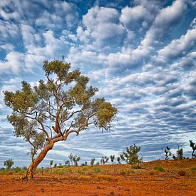Eucalyptus boom (Eucalyptus racemosa) van Chris Stenger