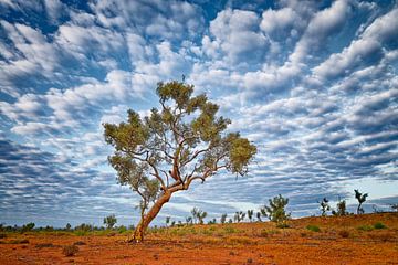 Eucalyptus boom (Eucalyptus racemosa) van Chris Stenger