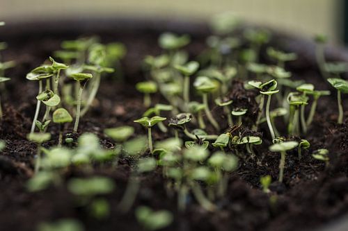 Springing of life with basil