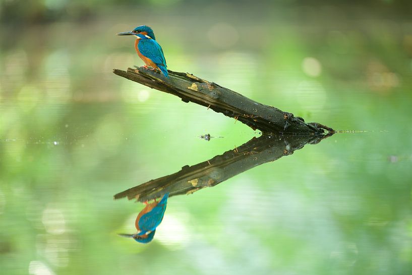 Reflection by Kingfisher.photo - Corné van Oosterhout