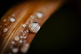 Pearls by Anne Schwedat