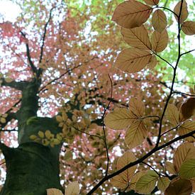 Tree and leaves autumn sur Hein de Vries