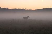 Paarden in opkomende zeemist
