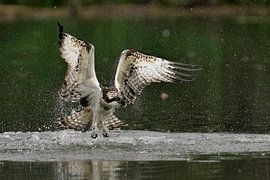 Osprey