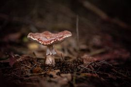 Brauner Pilz von Danique Habets