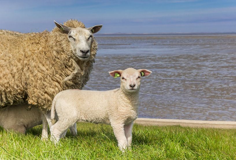 Moutons sur la digue près de la mer des Wadden en Frise par Marc Venema