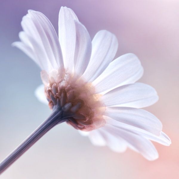 Margerite von Violetta Honkisz