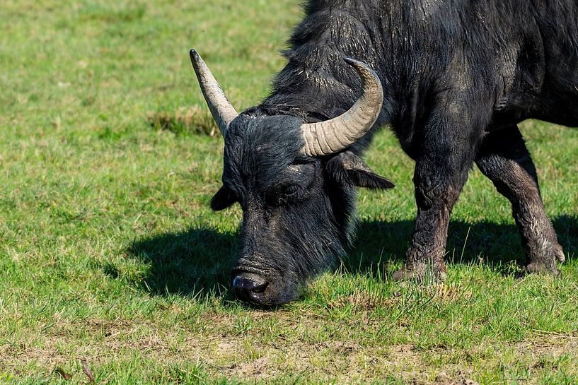 De Waterbuffel of Karbouw - Bubalus arnee bubalis van Rob Smit