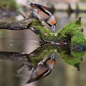 Reflection of the Hawfinch by Ingrid de Vos - Boom