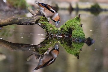 Reflection of the Hawfinch