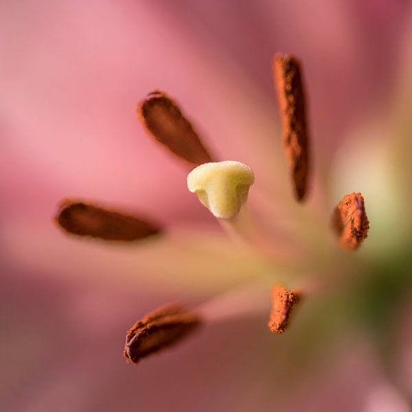 Open hand by Mario de Lijser