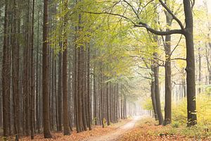 Holländischer Herbst! Schlacht der Wälder!