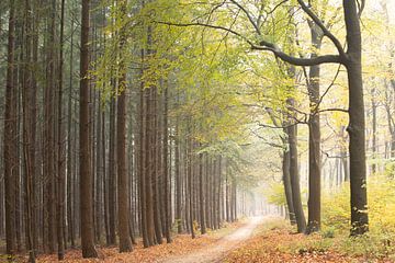 Holländischer Herbst! Schlacht der Wälder! von Peter Haastrecht, van